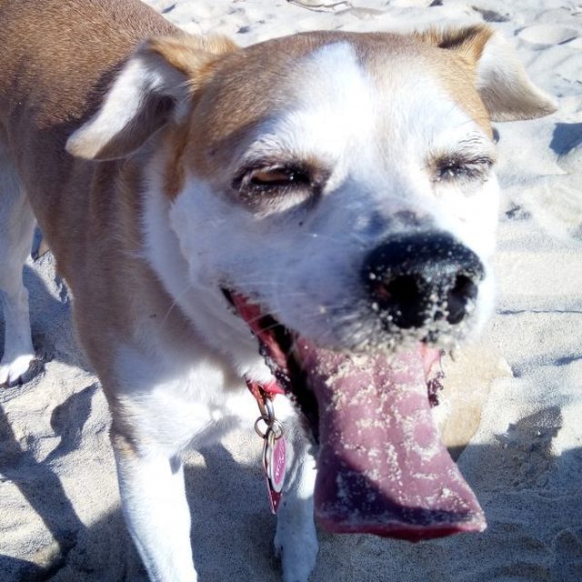 Trixie the Dog — Chief Morale Officer at Fresh Mango Technologies